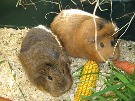 Meerschweinchen im Tierheim