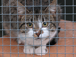 Katze im Tierheim
