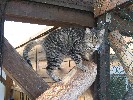 Katze "Mona"