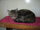Katze "Lena"
