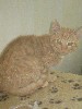 Katze "Olli"